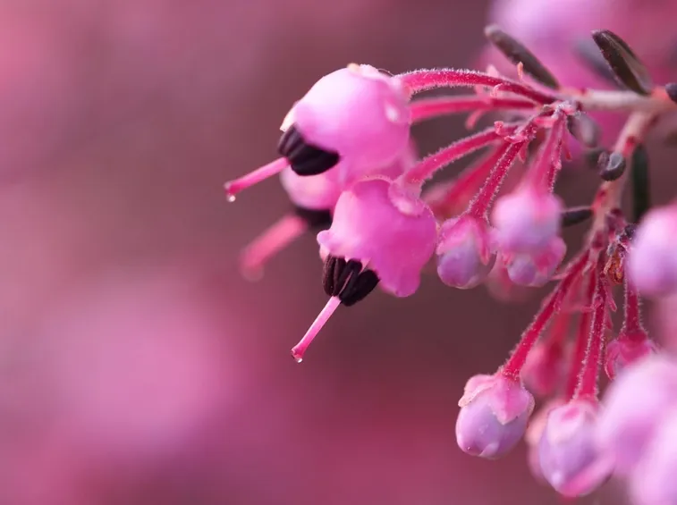 Fiori erica carnea