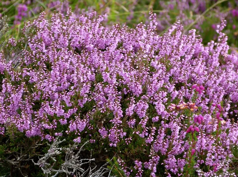 Erica in fiore