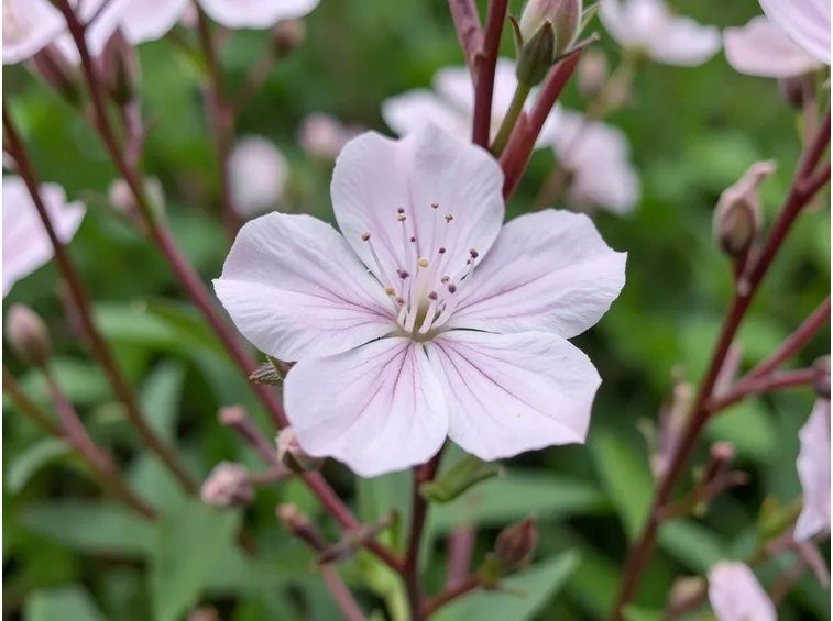 Gaura fioritura piante