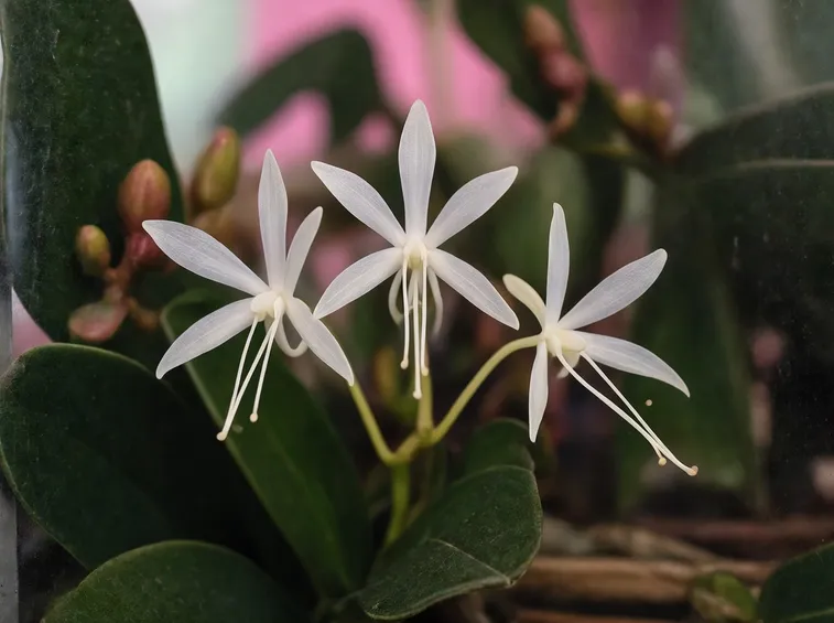 Esemplare fiore orchidea