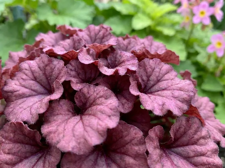 Heuchera