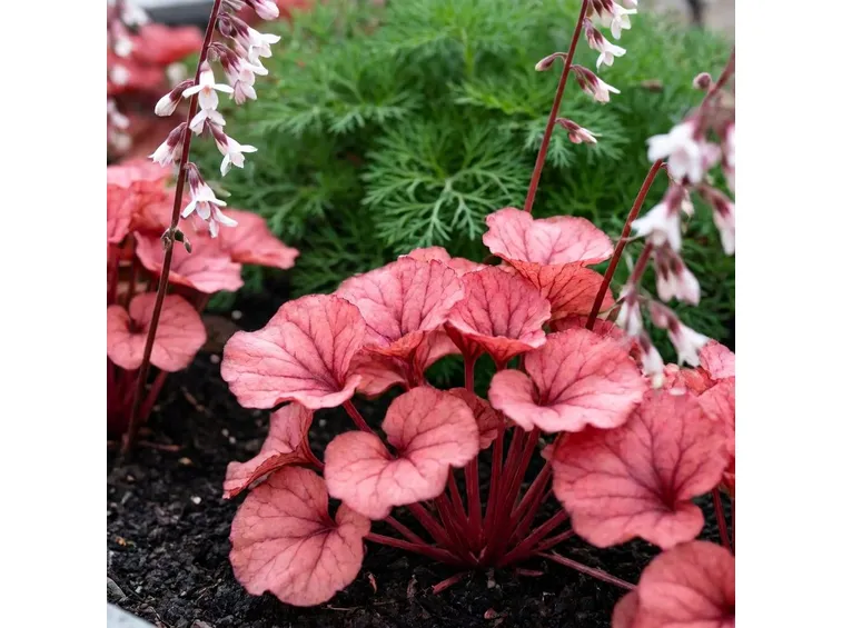 Heuchera