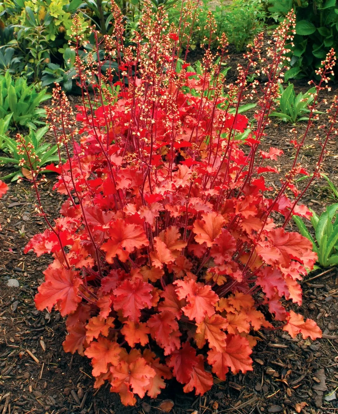 Heuchera