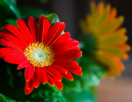 gerbera fiori