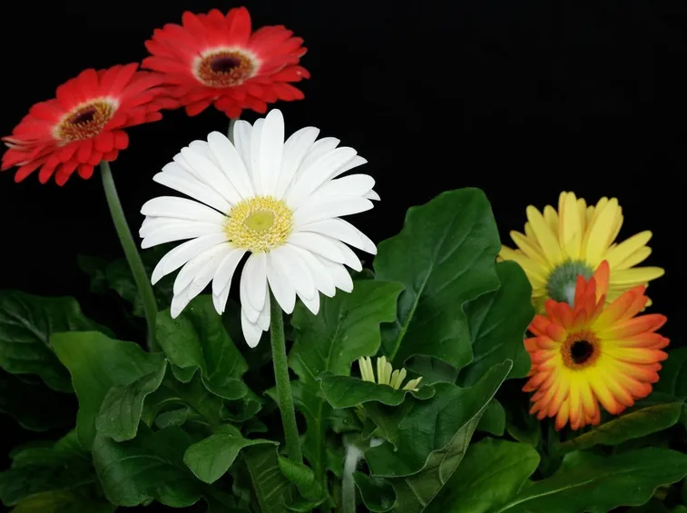Gerbere di vari colori