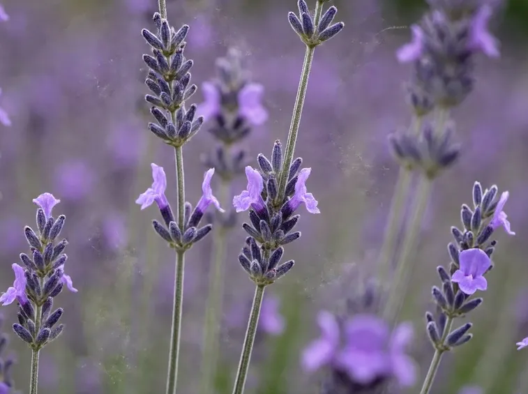 Rametti di lavanda