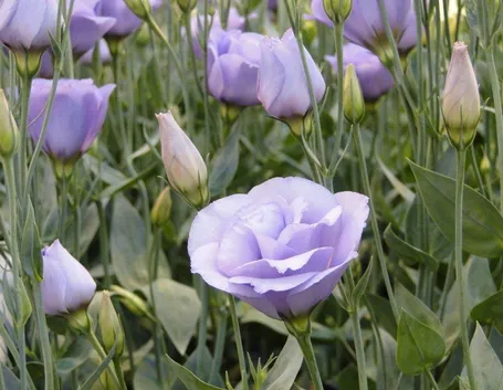 Lisianthus