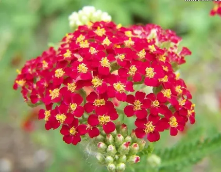 Achillea  