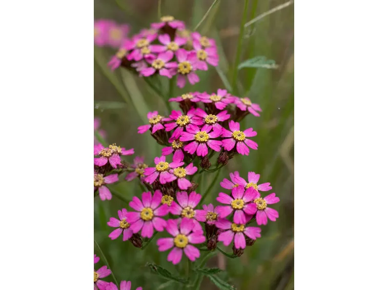 Achillea  