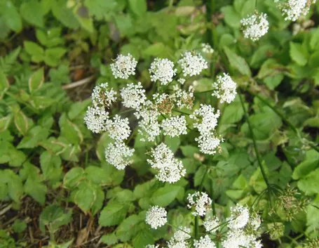 Sambuchella  