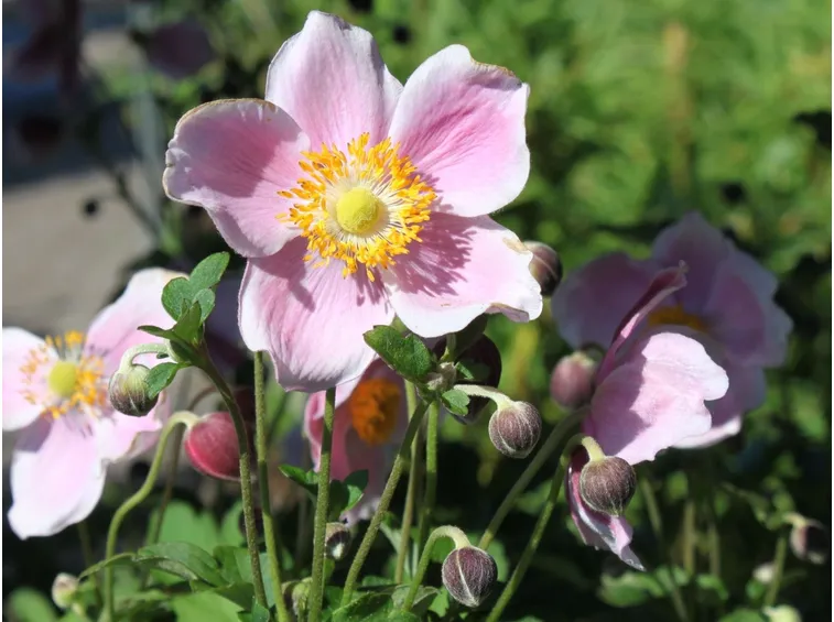 anemone giapponese