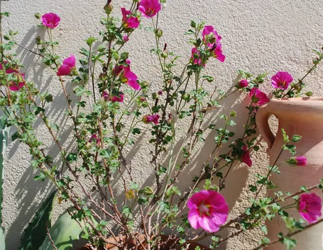 Anisodontea