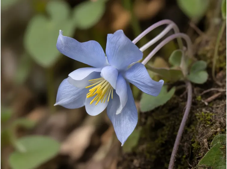 aquilegia magellensis