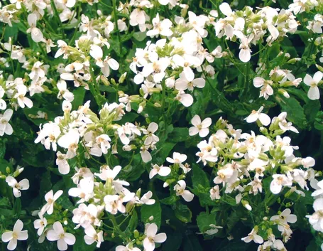 Arabis 