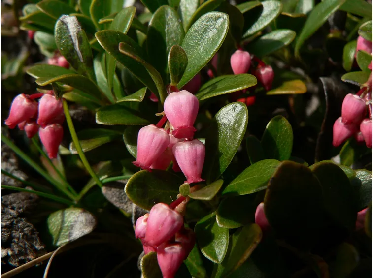 arctostaphylus