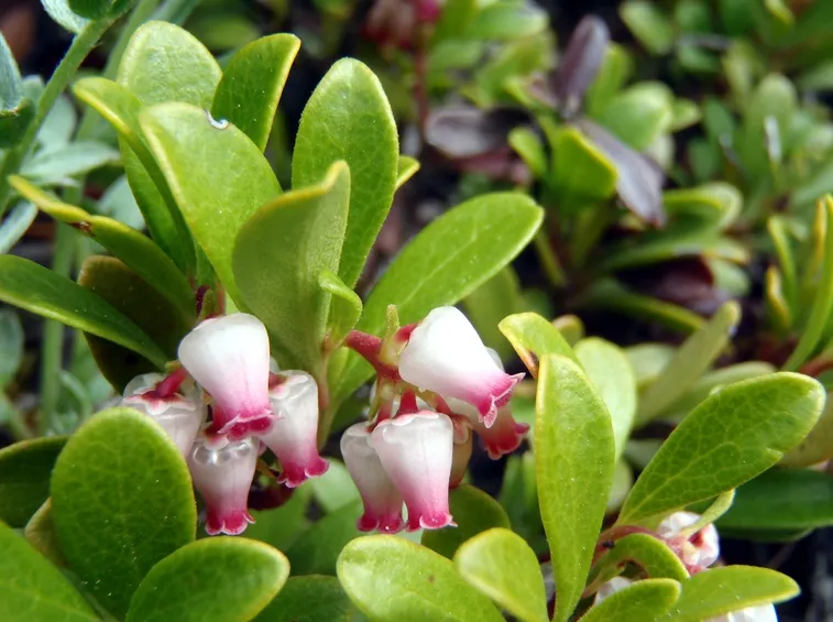 arctostaphylus uva