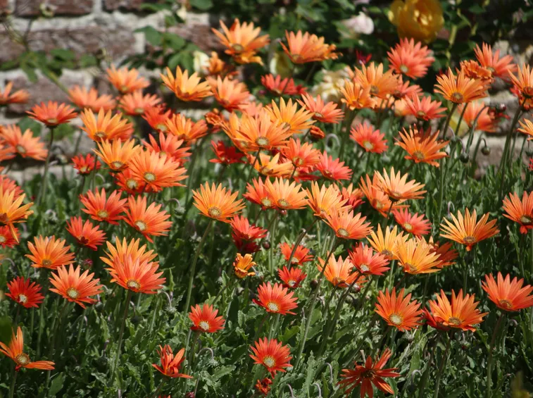 Margherita africana