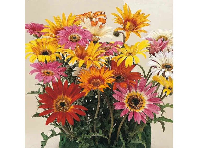 margherita africana