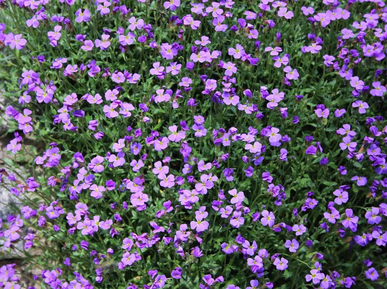 Aubrezia