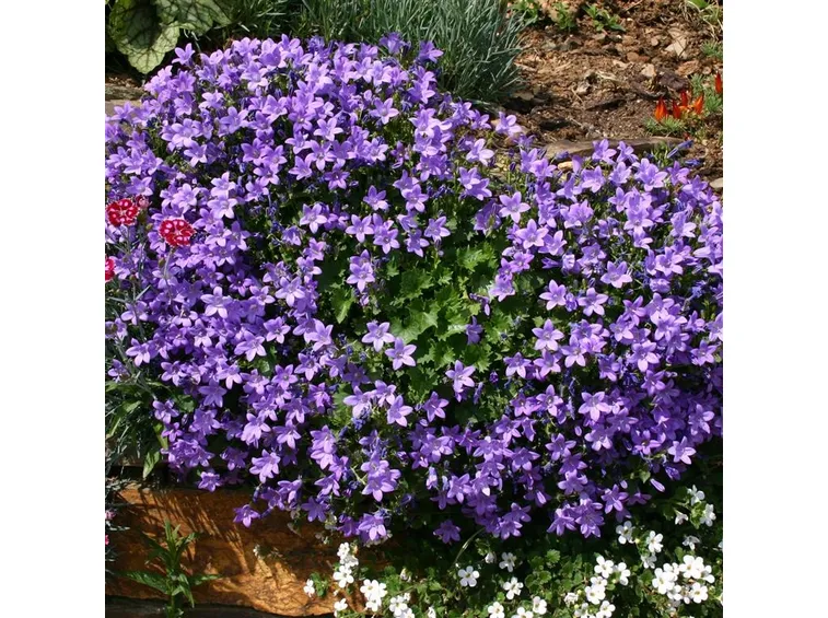Campanula muralis