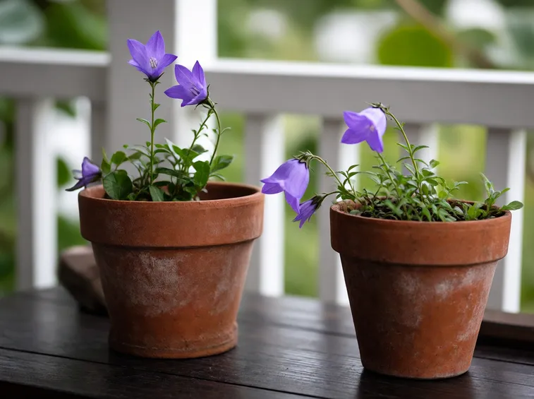 campanula 