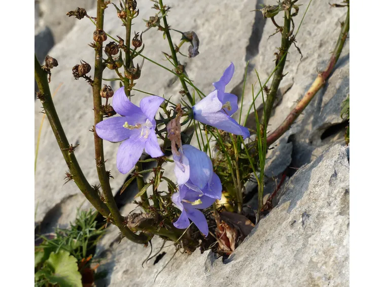 campanule piramidali