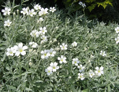 cerastium 