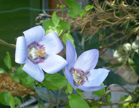 Codonopsis