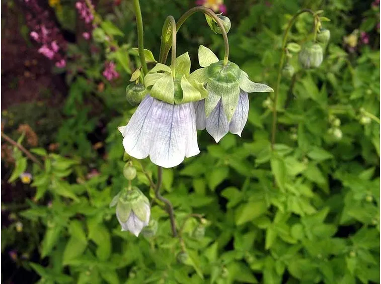 codonopsis