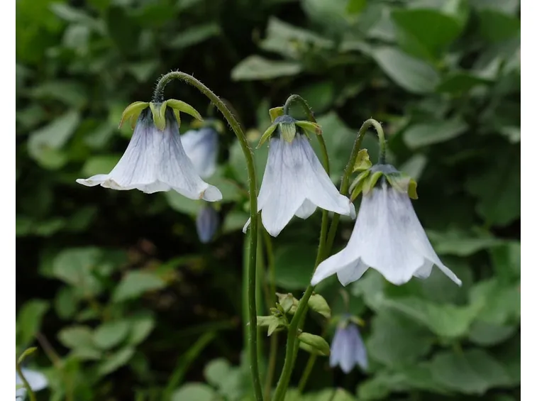 codonopsis ovata