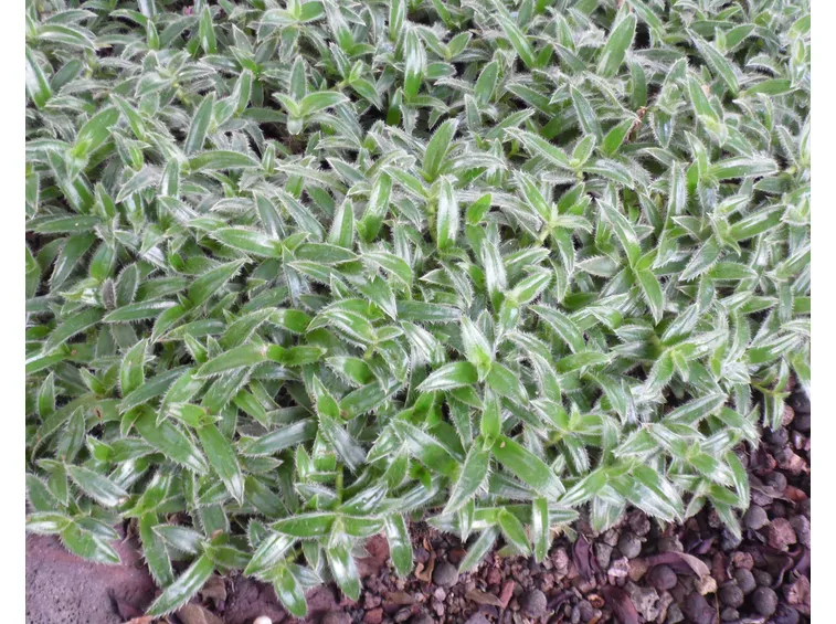 Cyanotis 