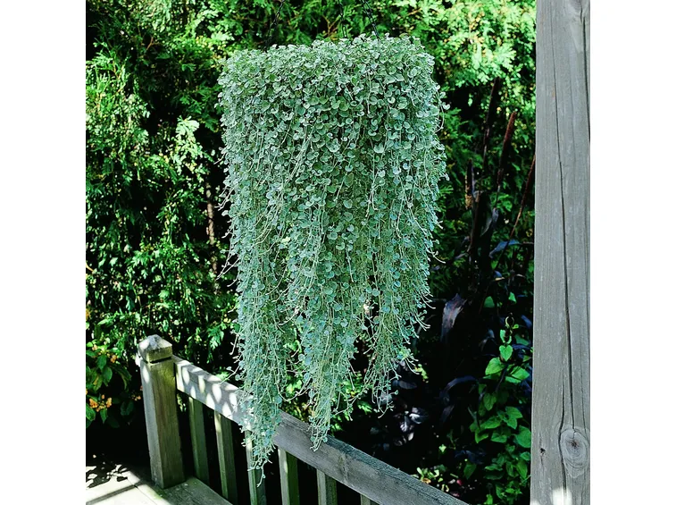 pianta di dichondra