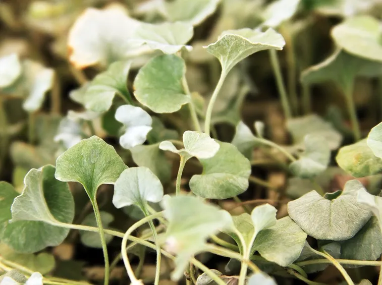 dichondra moltipliazione