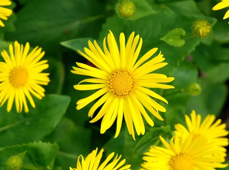 doronicum 