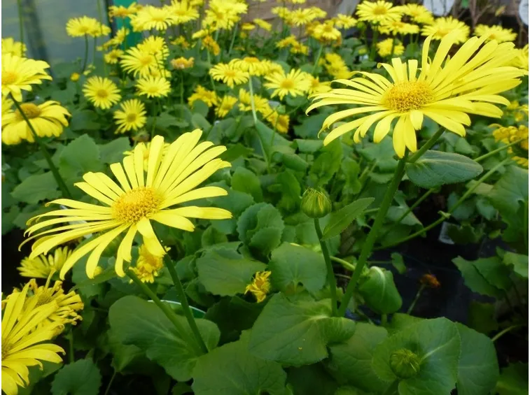 doronicum orientale