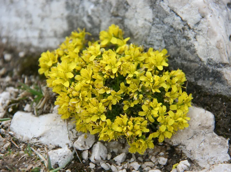draba