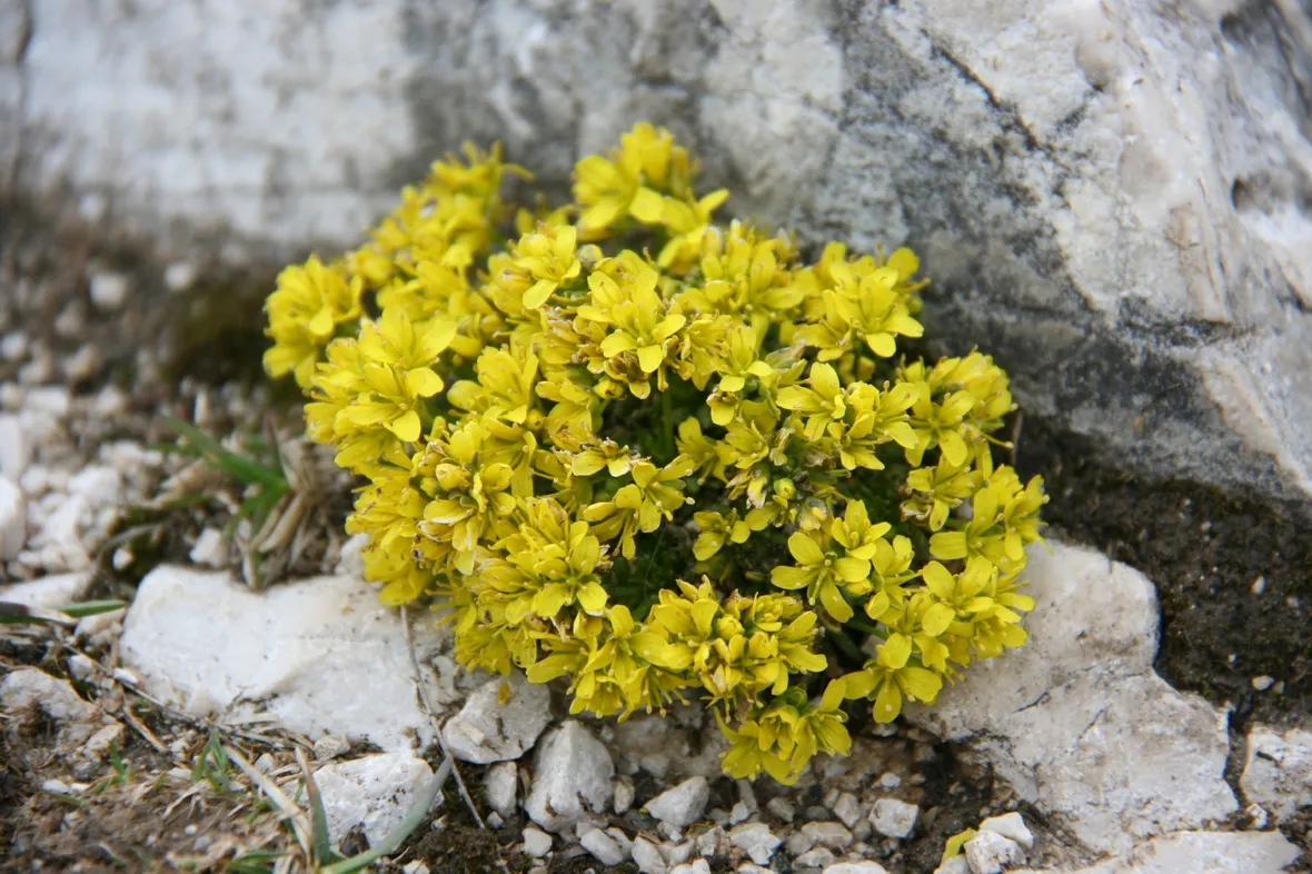draba