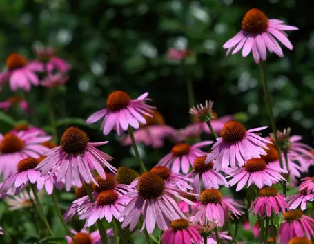 Echinacea 