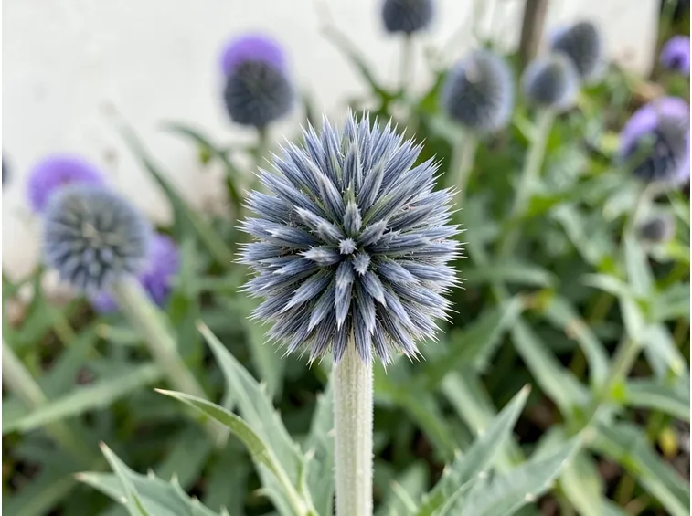 echinops 
