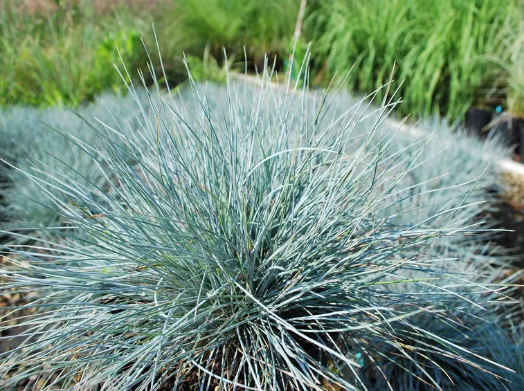 Festuca 