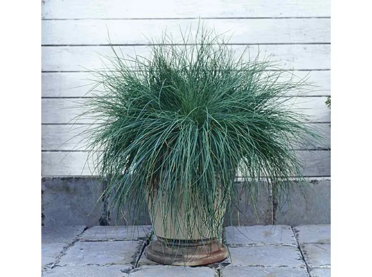 festuca