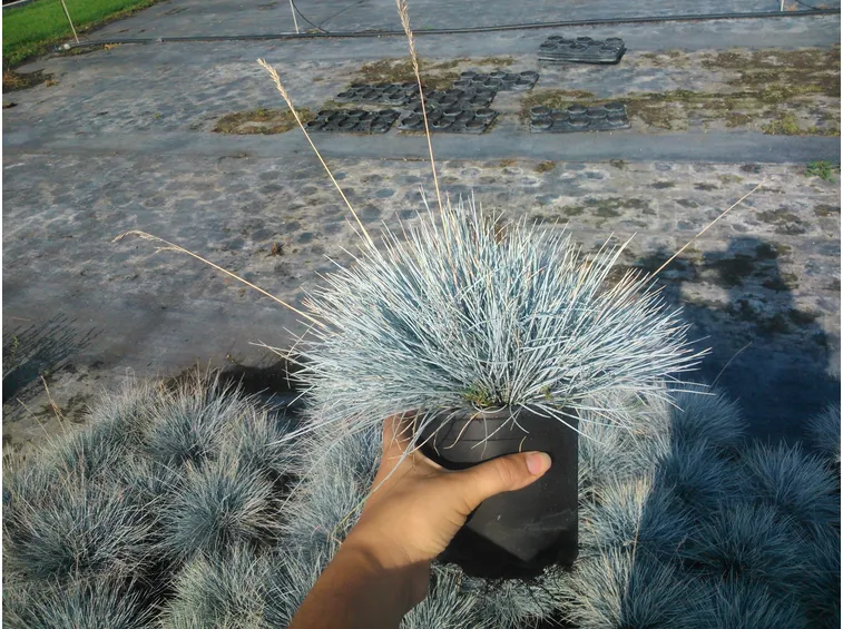 specie di festuca