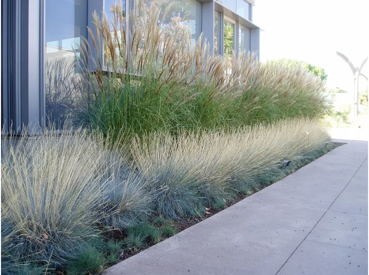 festuca