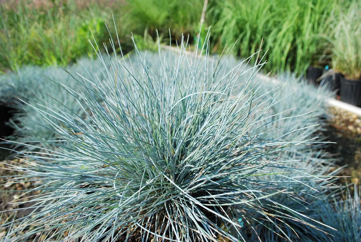 Festuca 