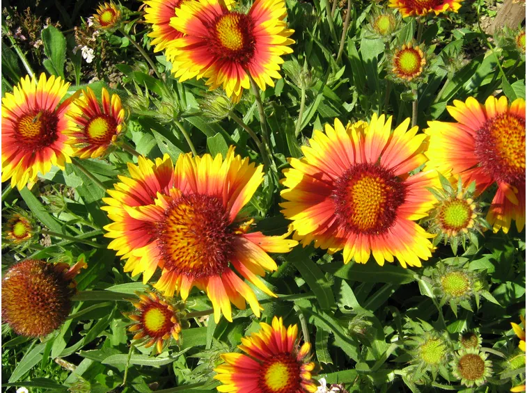 Gaillardia 