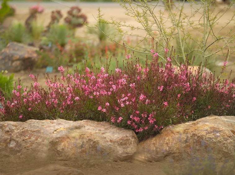 Gaura