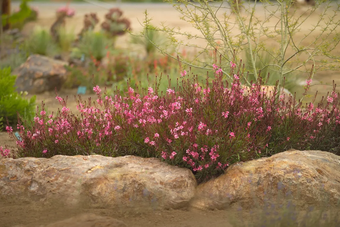 Gaura
