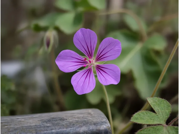 geranium sylvaticum