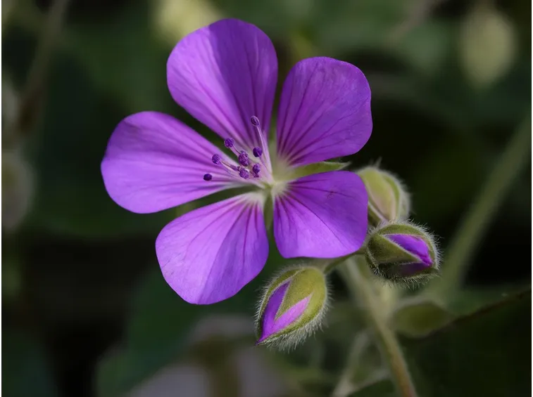 geranium sylvaticum