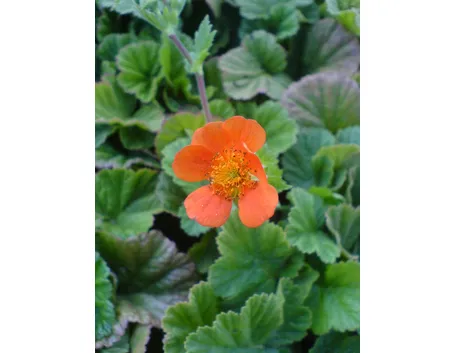Geum 